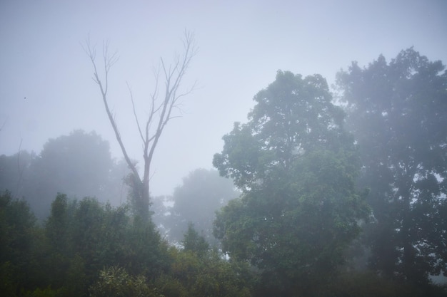 Image of Foggy morning wall of green trees and one bare tree