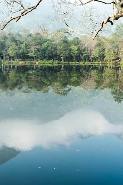 The image of the forest by the lake