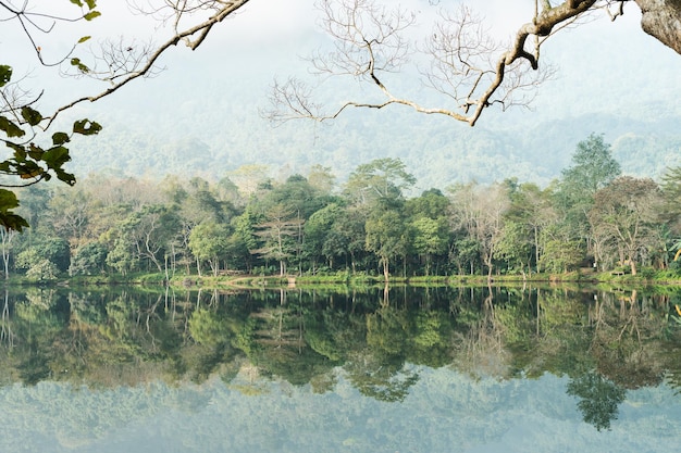 The image of the forest by the lake