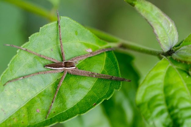 Image of Fourspotted Nursery Web Spider Dolomedes triton on a green leaf Insect Animal