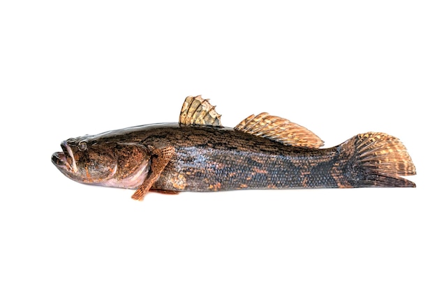 Image of fresh goby fish on a white background. Aquatic animals.