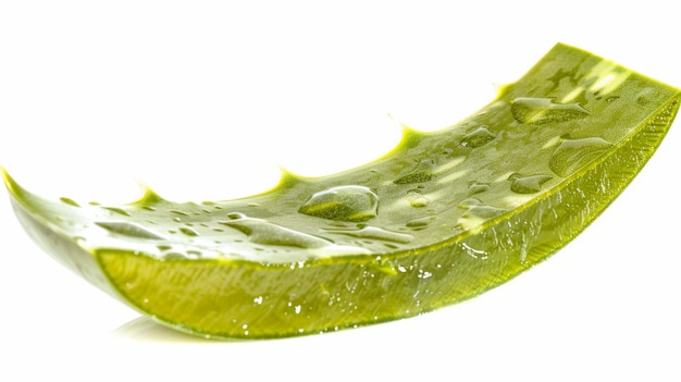 Image of fresh green Aloe Vera leaves