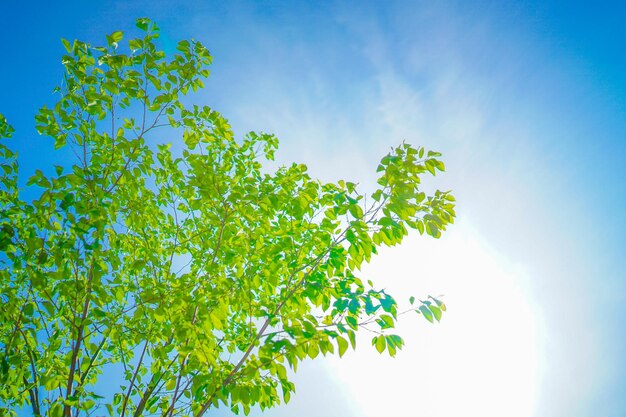 Photo image of fresh greenery and sunbeams