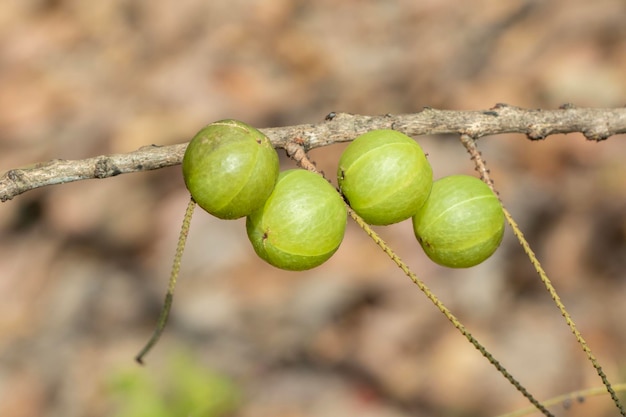 Image of fresh indian gooseberry on the tree Green fruits that are high in vitamins