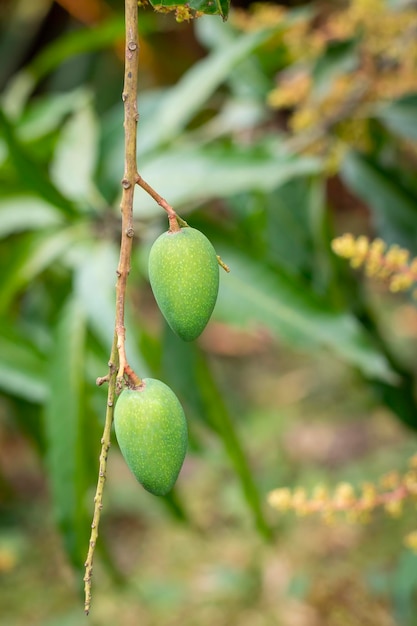 Image of Fresh mangoes from growing trees on natural background Fruit