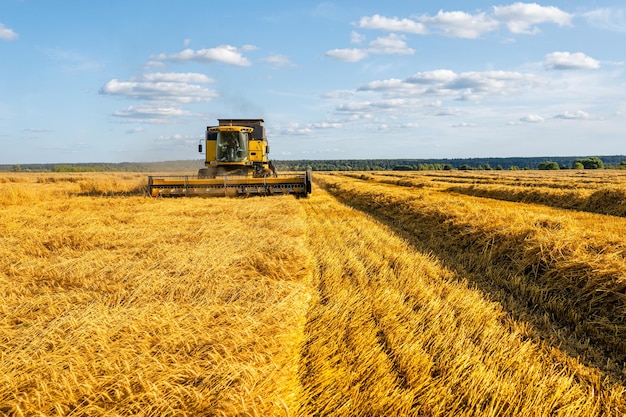 Image from afar of harvester harvesting wheat blue sky