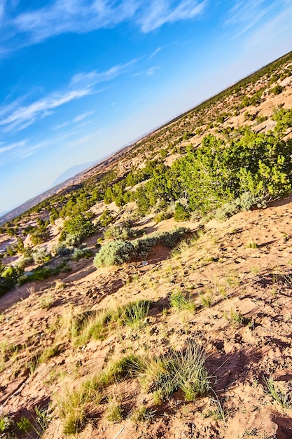 Image of Generic angled vertical desert shot of sand and green plants against blue sky