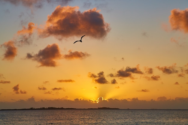 Image of Golden sunset or sunrise on ocean with silhouette of seagull