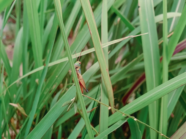 Image of grasshopper is sitting on a green leaf.