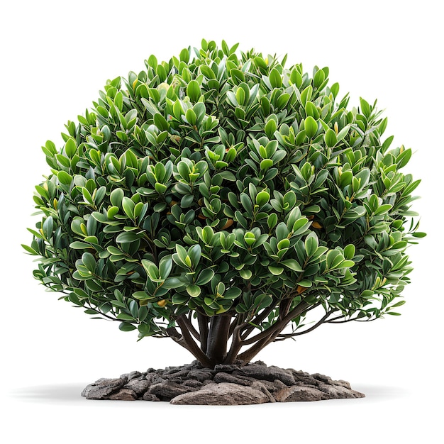 An image of a green 3d tree on white