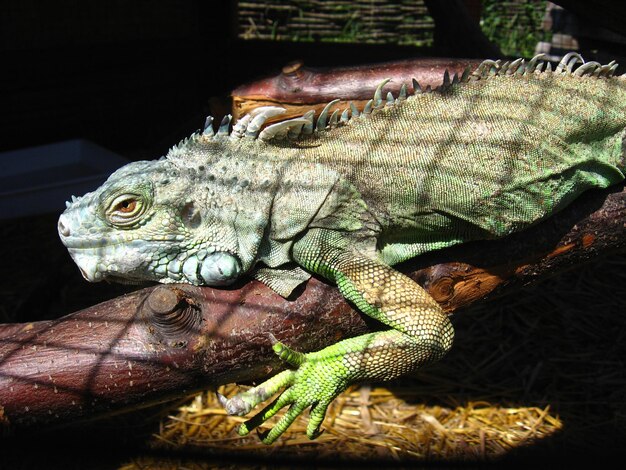 Photo image of green big iguana in zoo