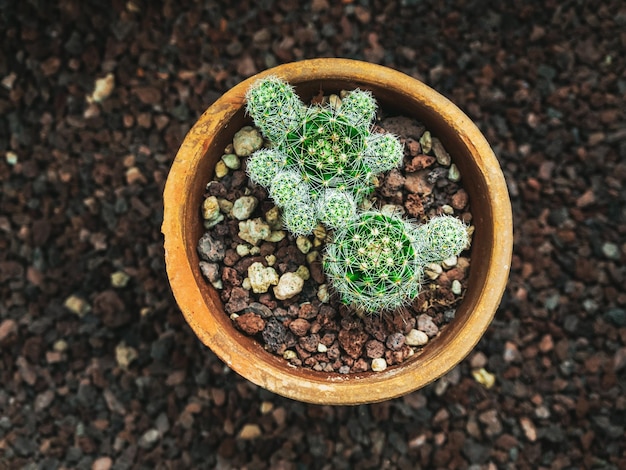 image of a green cacti growing in a ceramic pot on the floor in a botanical garden