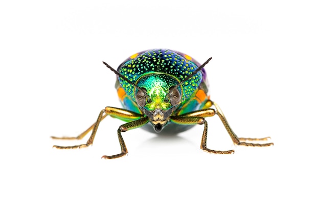 Image of green-legged metallic beetle or Jewel beetle or Metallic wood-boring beetle on white