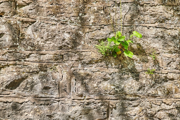 Image of Green plant on manmade stone wall with texture