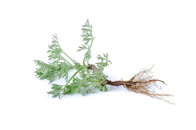 Image of green sprigs of wormwood and root on a white background Garden and wild plant closeup