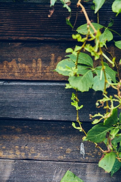 Photo image of green vines growing against dark brown wood boards