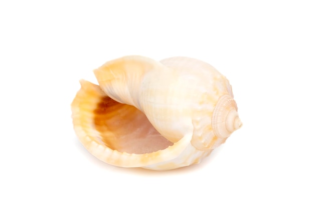 Image of grey bonnet Phalium glaucum seashells on a white background Undersea Animals Sea Shells