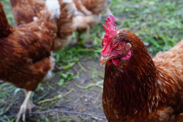 Image of head of hen on a natural background.