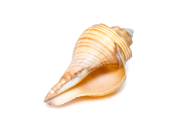 Image of hemifusus sea shells a genus of marine gastropod mollusks in the family Melongenidae.