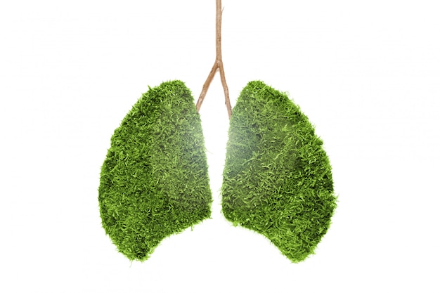 Image of human lungs from green moss. Isolated