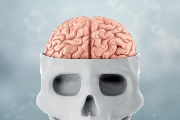 Image of a human skull and brain on no light background 3D render 3D illustration