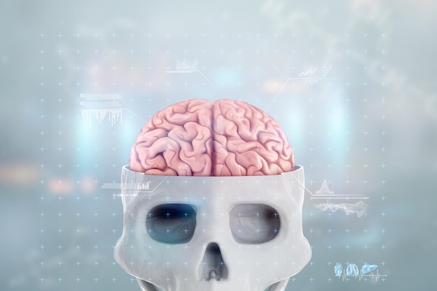 Image of a human skull and brain on no light background 3D render 3D illustration