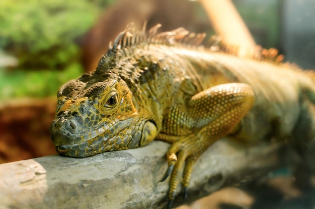 Image iguanas who sleeps on a thick branch