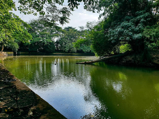 Image of lake in tropical forest