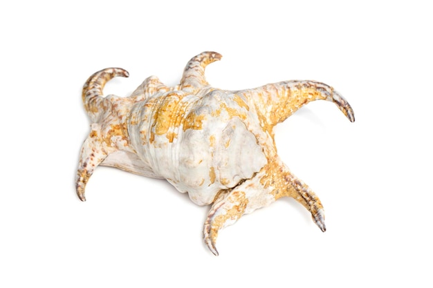 Image of Lambis chiragra Harpago chiragra on a white background Undersea Animals Sea shells