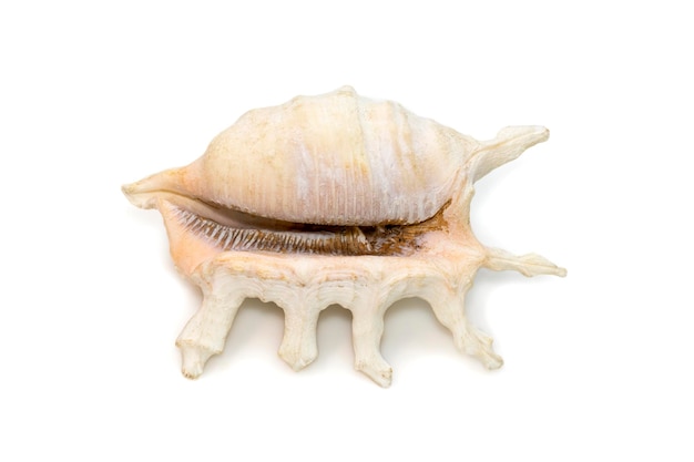 Image of lambis scorpius sea shell common name the scorpion conch or scorpion spider conch.