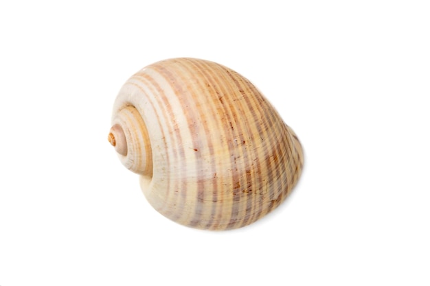 Image of large empty ocean snail shell on a white background Undersea Animals Sea shells