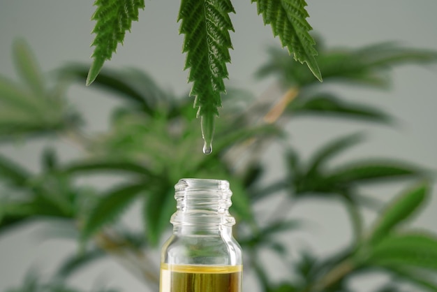 Image of legalized hemp leaf with drop of CBD oil on leafy tip over open bottle