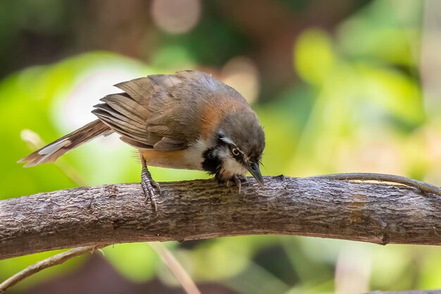 Image of Lesser Necklaced Laughingthrush Garrulax monileger on the tree branch on nature background Bird Animals