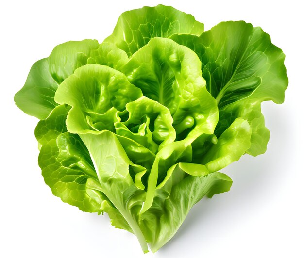 Image of lettuce on white background