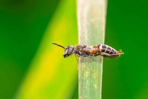 Image of little bee or dwarf beeApis florea on the green leaf on a natural background Insect Animal