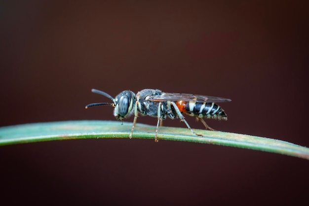 Image of little bee or dwarf beeApis florea on the green leaf on a natural background Insect Animal