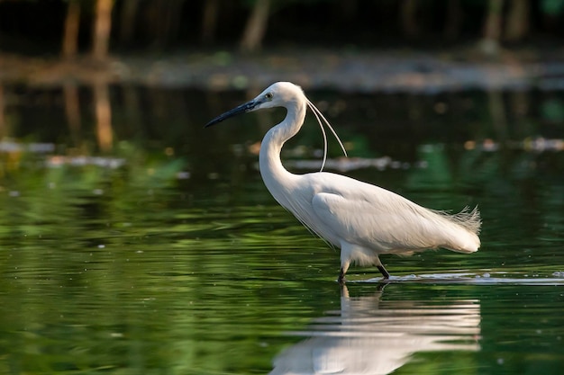 Image of little egret Egretta garzetta looking for food in the swamp on nature background Bird Animals