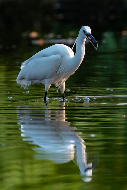 Image of little egret Egretta garzetta looking for food in the swamp on nature background Bird Animals