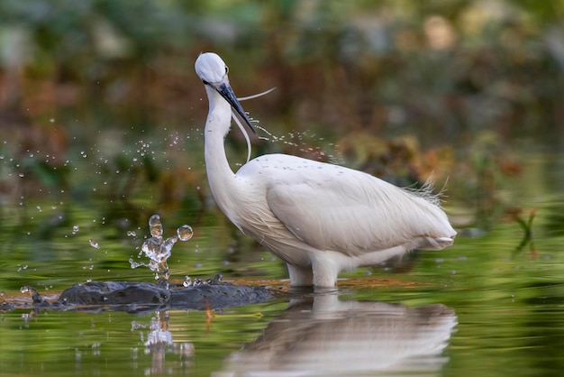 Image of little egret Egretta garzetta looking for food in the swamp on nature background Bird Animals