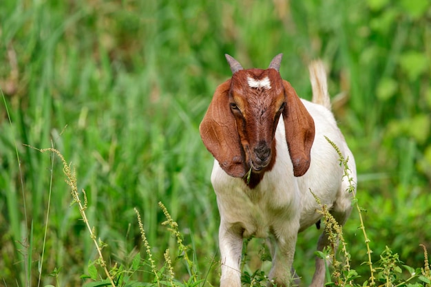 Image of little goat on the green meadow Farm Animal