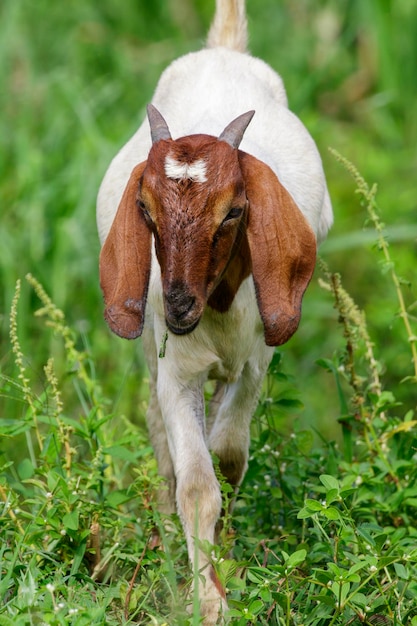 Image of little goat on the green meadow Farm Animal