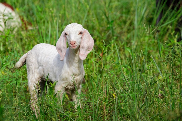 Image of little white goat on the green meadow Farm Animal