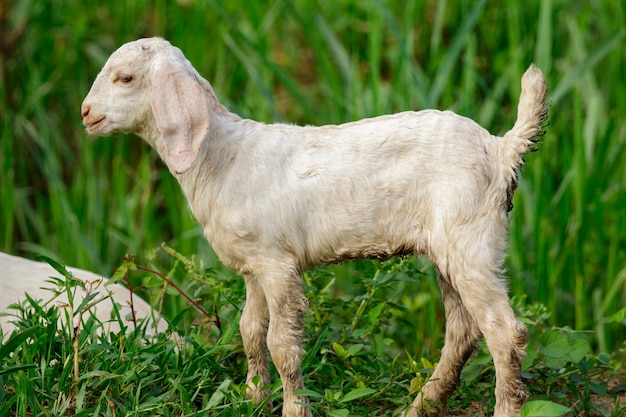 Image of little white goat on the green meadow Farm Animal