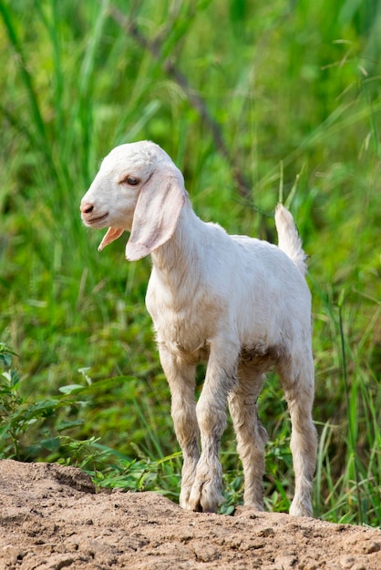 Image of little white goat on the green meadow Farm Animal