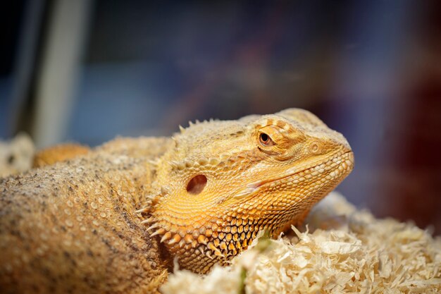 Image of a lizard head on nature. Reptile. Animals.