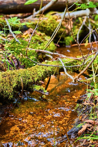 Image of Mossy log fell over a shallow creek with brown and red stones