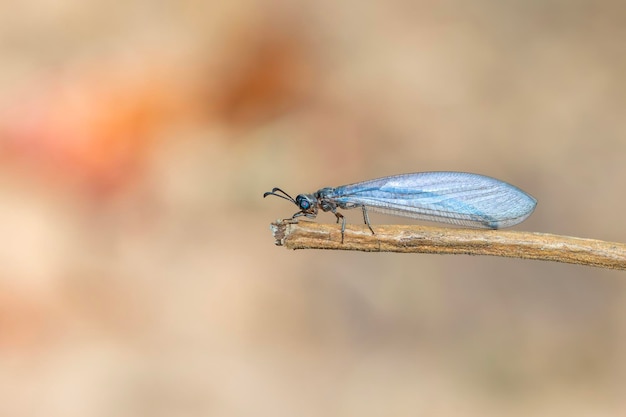 Image of myrmeleon formicarius perched on a branch on nature background Antlion Insect