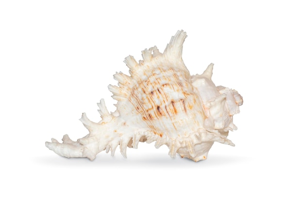 Image of natural large conch shell kirin snail thousands on a white background Undersea Animals Sea shells