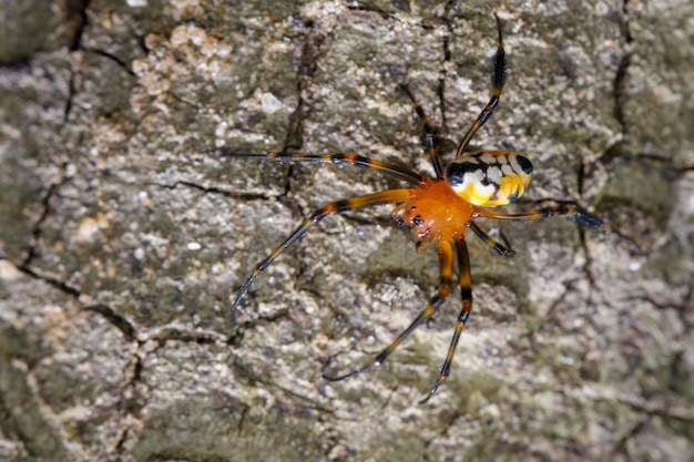 Image of an opadometa fastigata spidersPearShaped Leucauge on the timber Insect Animal