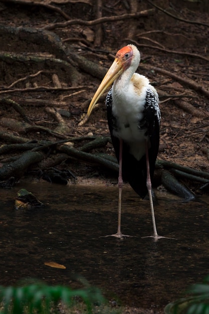 Image of Painted Stork (Mycteria leucocephala) on nature background. Wild Animals. Bird,